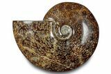 Polished Ammonite (Cleoniceras) Fossil - Madagascar #283304-1